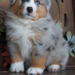 Boy 4 - Blue merle male Miniature Australian Shepherd puppy in Lawton, Oklahoma from Lindsey’s Aussies