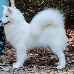 Grace - Samoyed
