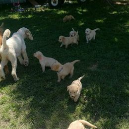 Double Doodle and Goldendoodle Puppies from Badgerland Goldendoodles