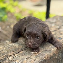 Chocolate Girl - Chocolate female Havapoo puppy in Bowling Green, Kentucky from Denise Clark