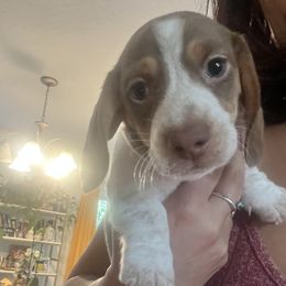 Dachshund Puppies from Boise Best Mini Dachshunds