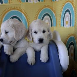 Golden Retriever Puppies from Huckaby’s English Golden Retrievers