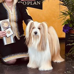 Tibetan Terriers from Halo Tibetan Terriers