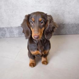 Calliope/ Cali - Dachshund