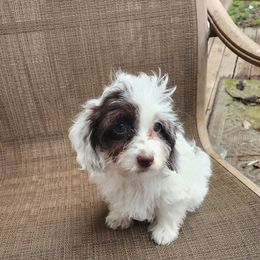 Ford - Brown and white male Cockapoo puppy in Ellensburg, Washington from Dawn to Dusk Cockapoos