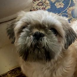 Sonny - Shih Tzu