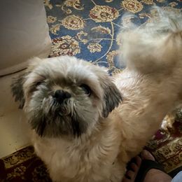 Sonny - Shih Tzu