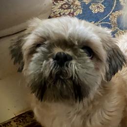 Sonny - Shih Tzu