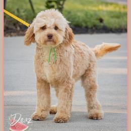Bellwether - Red female Cockapoo puppy in Connersville, Indiana from Deaz Doodle Ranch