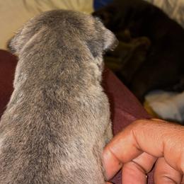 Girl 2 - Gray brindle female Cane Corso puppy in Sienna, Texas from Robinson Elite Corsos