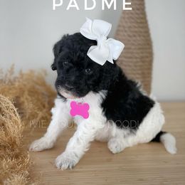 Goldendoodle Puppies from Ivie Mountain Doodles