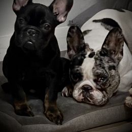 French Bulldog Puppies from Boise French Bulldogs