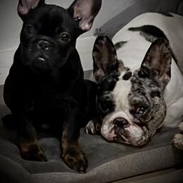 French Bulldog Puppies from Boise French Bulldogs