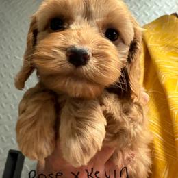 Rose G3 yellow - Golden female Cockapoo puppy in Haines City, Florida from Camic Cockapoos