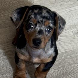 Basset Hounds and Dachshunds from Hackers Appalachian Basset Hounds