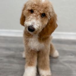 Bernedoodles, French Bulldogs, and Goldendoodles from Ohana Doodles x Frenchies