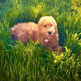 Goldendoodle Puppies from Penny Doodles