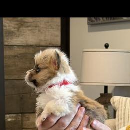 Boy red - Sable male Pembroke Welsh Corgi puppy in Brookhaven, Mississippi from Beemer Corgis