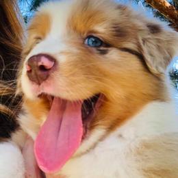 Australian Shepherd Puppies from Black Canyon Corral Aussies