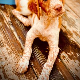 Brittany Puppies from Hellfinger Bird Dogs