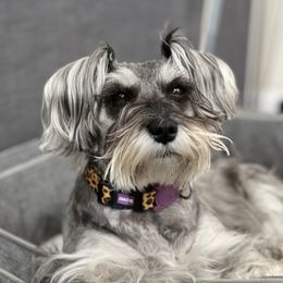 Bianca - Miniature Schnauzer