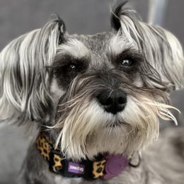 Bianca - Miniature Schnauzer