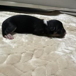 Girl 1 - Black and tan female American Corgi puppy in Decatur, Texas from Bar S Corgis