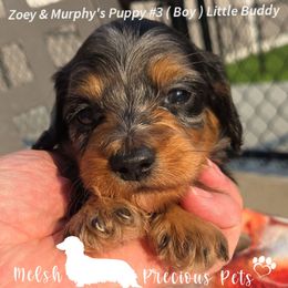 Puppy 3 by Birth order.  Boy 1 - Dapple male Dachshund puppy in Anamosa, Iowa from Melsh Precious Pets