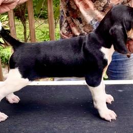 Timer - Treeing Walker Coonhound