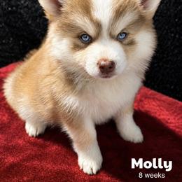 Molly - Red and white female Pomsky puppy in Winston, Oregon from Arctic Tails Spitz