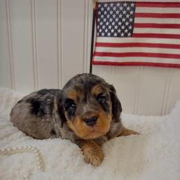 Opal - Merle female Cavapoo puppy in Knoxville, Tennessee from Duke’s Forever Doodles