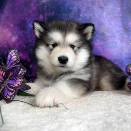 Ikora - Sable and white female Alaskan Malamute puppy in Spokane, Washington from Asgard Wooly Malamutes