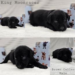 King Moonracer - Black male Labrador Retriever puppy in Boyd, Minnesota from Lindley Labradors