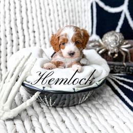 Hemlock - Red  male Goldendoodle puppy in Springville, Utah from Happy Doodle