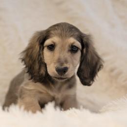 Tildy 5000 dollars - Cream female Dachshund puppy in Crystal, Michigan from Mare-bella Dachshunds