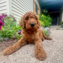 Hammy - Red male Irish Doodle puppy in Hammond, Wisconsin from Queen of the Hill Puppies