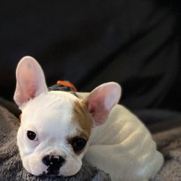 Boston Terrier and French Bulldog Puppies from High Plains