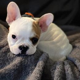 Boston Terrier and French Bulldog Puppies from High Plains