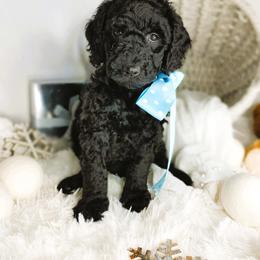Gumdrop - Black male Goldendoodle puppy in Longview, Texas from WonderDoodles