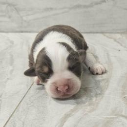 Rose - Red tri-color female Australian Shepherd puppy in Arbela, Missouri from County Line Aussies