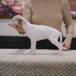 Dalton - White and fawn male Whippet puppy in Atlanta, Georgia from Sinaj