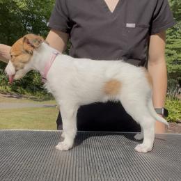 Silken Windhound Puppies from Cadence Silken Windhounds