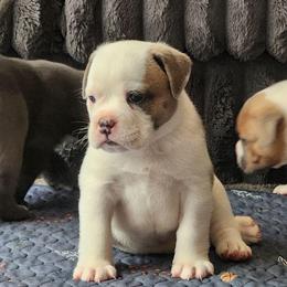 Penne - Red brindle and white female Bulldog puppy in Washington from Sun City Campeiro Bulldogs