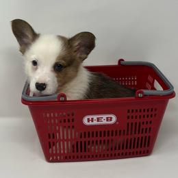 Burr - Red male Pembroke Welsh Corgi puppy in Waco, Texas from The Comma Corgis