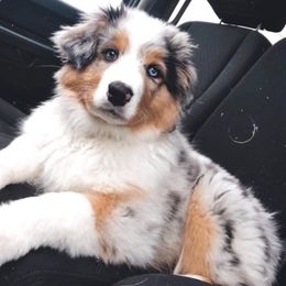 Australian Shepherd Puppies from NorthRidge Australian Shepherds