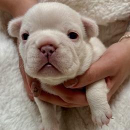Star - White female French Bulldog puppy in Pine Township, Pennsylvania from BlueCairo Frenchies