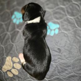 Hunter - Black tan and white male Basset Hound puppy in Valley, Washington from Enchanted Valley Paws