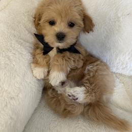 Dahlia - Apricot female Maltipoo puppy in Bellingham, Washington from My Sweet Poodles and Doodles