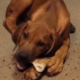 Rhodesian Ridgeback Puppies from Shamwari