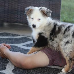 Gunner - Blue merle male Miniature Australian Shepherd puppy in Goliad, Texas from Sassy Lil Aussies and Diamond W Poodles